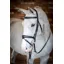 LeMieux Competition Flash Bridle in Black